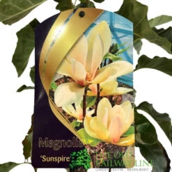 Magnolia 'Sunspire' 10Ltr Pot (NL) -Garden Care 0000000435158 2