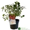 Cornus 'Midwinter Fire' Plant 3Ltr Pot (NL) -Garden Care 00001162