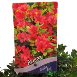 Azalea 'Geisha Red' Plant 3Ltr Pot (NL) -Garden Care 00001652 2