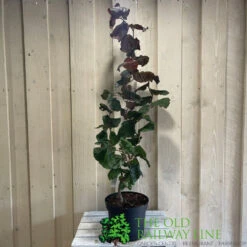 Corylus 'Red Majestic' Hazel Tree 70cm Tall (NL) -Garden Care 00002653 2