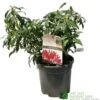 Pieris 'Forest Flame' 2Ltr Pot (NL) -Garden Care 00002656