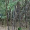 Phyllostachys 'Nigra' Bamboo 2m Tall (NL) -Garden Care 00002659 3f58289f 6442 4c17 9d56 e1c1c39f4c38
