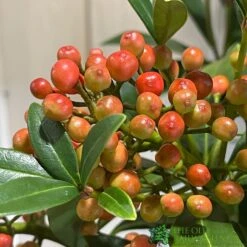 Skimmia Japonica 'Pabella' 4Ltr Pot (NL) 7 Skimmia Japonica 'Pabella' 4Ltr Pot (NL) -Garden Care 00004158 3
