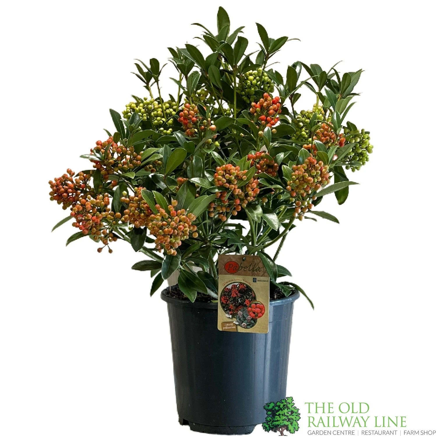 Skimmia Japonica 'Pabella' 4Ltr Pot (NL) 3 Skimmia Japonica 'Pabella' 4Ltr Pot (NL)