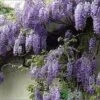 Wisteria Sinensis 'Prolific' Climber 7.5 Ltr Pot (NL) -Garden Care 00004785 a5d783ef 7206 4787 8d92 6f2c74dd9444