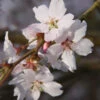 Prunus ‘Autumnalis Rosea' Cherry Blossom 120cm Tall (NL) -Garden Care 11997 2 800x800 1