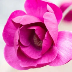 Magnolia 'Black Tulip' Tree 80cm Tall (NL) -Garden Care 13548 13313 e83c 800x800 1