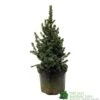 Picea 'Sanders Blue' Spruce Plant 3Ltr Pot (NL)