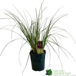 Cortaderia 'Pumila' 5Ltr Pot (NL)