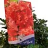 Azalea 'Geisha Orange' 3Ltr Pot (NL) -Garden Care 30008869 2