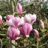 Magnolia 'Satisfaction' Tree 60cm Tall (NL) -Garden Care 30136615 f509ee7f e033 4d18 b271 4c36c177245f