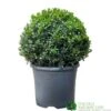 Buxus Ball Topiary Plant 22cm Pot 1 Buxus Ball Topiary Plant 22cm Pot -Garden Care 30167099 b7f09a39 ec25 4308 938a da09aa4eb021