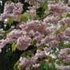 Prunus 'Kiku-Shidare Zakura' Tree 10Ltr Pot 2 Prunus 'Kiku-Shidare Zakura' Tree 10Ltr Pot -Garden Care 30181717