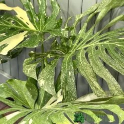 Monstera 'Thai Constellation' Large Variegated Thai Monstera 1m Tall -Garden Care 30189449 3