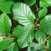 Common Beech Tree Fagus Sylvatica 15Ltr Pot -Garden Care 30190399