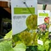 Grape 'Chardonnay' 3Ltr Pot -Garden Care 30198711