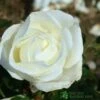 Whartons 'Silver Anniversary' Hybrid Tea White Rose Plant 3Ltr Pot -Garden Care 5011622202081