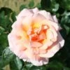 Peach Climbing Rose 'Compassion' 4Ltr Pot -Garden Care 5011622202234