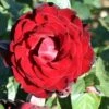 Whartons 'Dublin Bay' Climbing Rose Plant 4Ltr 1 Whartons 'Dublin Bay' Climbing Rose Plant 4Ltr -Garden Care 5011622202265