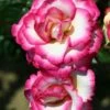 Pink Climbing Rose 'Handel' 4Ltr Pot -Garden Care 5011622202357