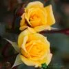 Whartons 'Laura Ford' Yellow Climbing Rose 4Ltr Pot -Garden Care 5011622202395