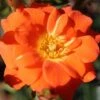 Whartons 'Sunseeker' Orange Patio Rose Plant 3Ltr Pot -Garden Care 5011622202937