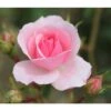 Pink Shrub Rose 'Bonica' 4Ltr Pot -Garden Care 5011622203828