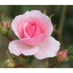 Pink Shrub Rose 'Bonica' 4Ltr Pot