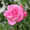 Whartons 'Carefree Days' Pink Patio Rose 3Ltr Pot -Garden Care 5011622204320 c348a09c 6519 482d 8cf0 071643869dff