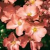 Whartons 'Coral' Carpet Rose Plant 3Ltr -Garden Care 5011622206492