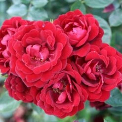 Red Patio Rose 'Sweet Wishes' 3Ltr Pot