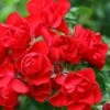 Flower Carpet Scarlet Rose 3 Ltr -Garden Care 5011622210482
