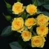 Whartons 'Flower Power Gold' Yellow Patio Rose 3Ltr -Garden Care 5011622212165 20b46535 da84 42a5 a896 942c7be33ec3