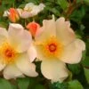 Apricot Climbing Rose 'Keith Maughan' 4Ltr Pot 2 Apricot Climbing Rose 'Keith Maughan' 4Ltr Pot -Garden Care 5011622212493