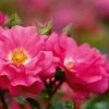 Whartons 'Flower Carpet Pink' Climbing Rose 4Ltr Pot -Garden Care 5011622216064