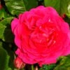 Pink Climbing Rose 'Pasillo Courtyard' 3Ltr Pot -Garden Care 5011622220641