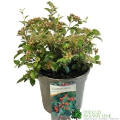 Cotoneaster Franchetii 3Ltr Pot