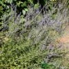 Perovskia 'Blue Spire' Plant 3Ltr Pot 2 Perovskia 'Blue Spire' Plant 3Ltr Pot -Garden Care 5019756228588 de1c2ade c9f8 4f6f a151 d15c8aa44673