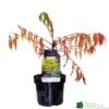 Rhus Typhina 'Tiger Eyes' 3Ltr Pot (NL) 2 Rhus Typhina 'Tiger Eyes' 3Ltr Pot (NL) -Garden Care 5019756405453