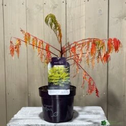 Rhus Typhina 'Tiger Eyes' 3Ltr Pot (NL) -Garden Care 5019756405453 2