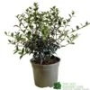Osmanthus Burkwoodii Plant 3Ltr Pot -Garden Care 5019756617351 2