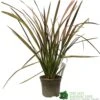 Phormium 'Jester' Flax 3Ltr Pot