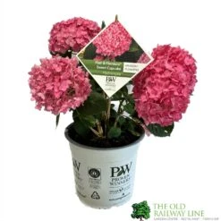Hydrangea 'Sweet Cupcake' 5Ltr Pot