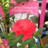 Red Miniature Climbing Rose 'Onwards & Upwards' 3Ltr Pot -Garden Care 5019801016566