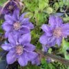 Clematis 'Bijou' Trailing/Climbing Plant 2 Ltr Pot -Garden Care 5019801028361