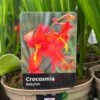Crocosmia 'Babylon' 2Ltr Pot -Garden Care 5019945222212 dc955142 08c0 4fec ba30 c1ba74787d10