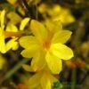 Jasminum Nudiflorum Winter Jasmine 3Ltr Pot -Garden Care 5019945915718 e0249c4c 3ef9 434c bc60 4f76c6a7655b