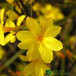 Jasminum Nudiflorum Winter Jasmine 3Ltr Pot