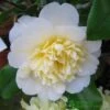 Camellia Japonica 'Brushfield's Yellow' Plant 3Ltr Pot -Garden Care 5019945966277 2