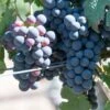 Grape Vine 'Cabernet Franc' 1.5Ltr Pot -Garden Care 5019945994423